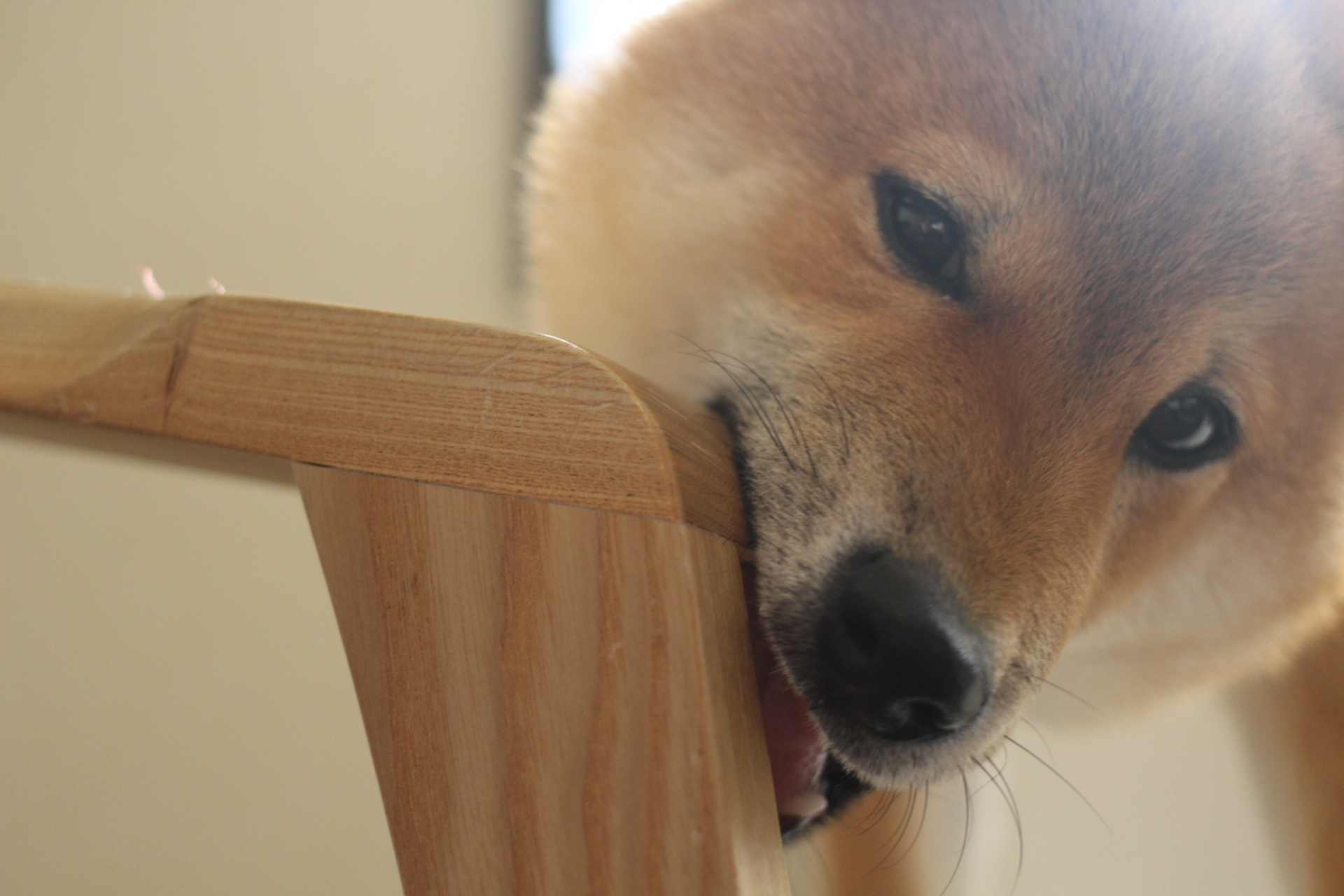 みちのくリペア仙台　建具をかじるわんちゃんイメージ写真